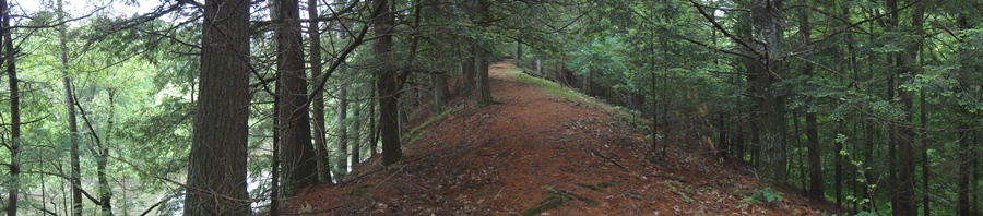 A stand of pine and hemlock along a narrow ridge