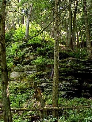 A rock face exposed among lush vegetation