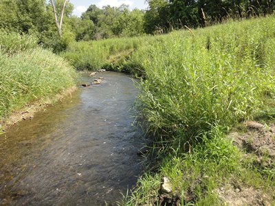 Warner Creek with tall grass along the edge