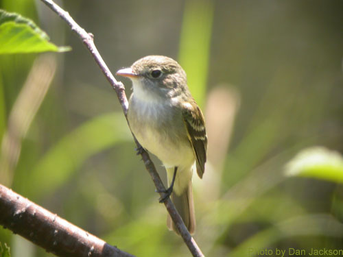 Alder Flycatcher (photo by Dan Jackson) Alder Flycatcher in the thicket