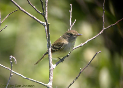 Alder Flycatcher from the side