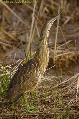 American Bittern (photo by Jack Bartholmai) American Bittern posing with head tilted up
