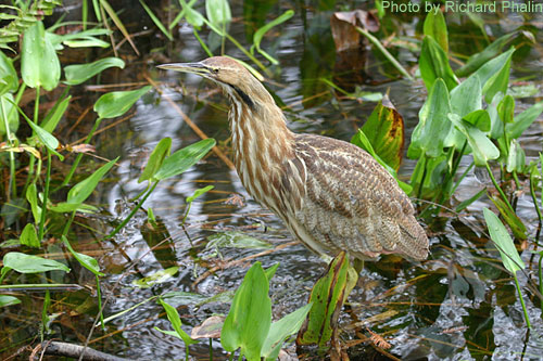 American Bittern (photo by Richard Phalin) American Bittern hiding among the wetland plants