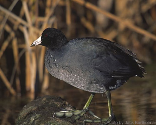American Coot standing on log in wetland