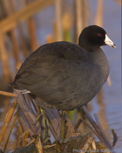Amercian Coot standing among the marsh plants