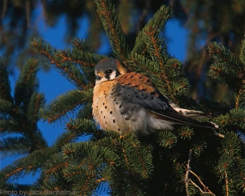 Male American Kestrel (photo by Jack Bartholmai) American Kestrel sitting in spruce tree