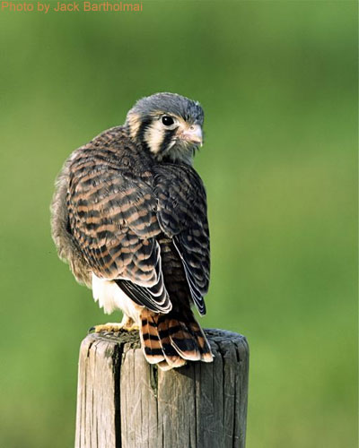 American Kestrel looking over shoulder