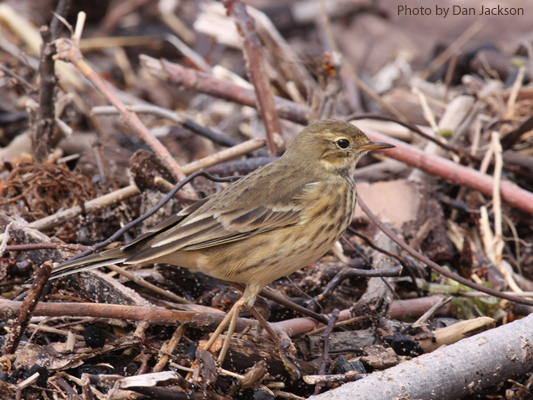 An American Pipit among sticks