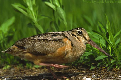 American Woodcock (photo by Jack Bartholmai) American Woodcock laying low among the vegetation