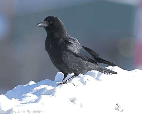 American Crow (photo by Jack Bartholmai) American Crow on a snow pile