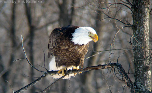 Bald Eagle (photo by Erik Bruhnke) Bald Eagle on a branch