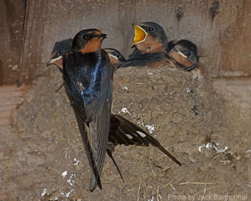 Barn Swallows (photo by Jack Bartholmai) Adult Barn Swallow at nest with little ones