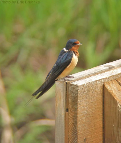 Barn Swallow (photo by Erik Bruhnke) Barn Swallow poses for a picture