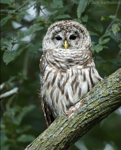 Barred Owl (photo by Jack Bartholmai) Close Up of a barred owl