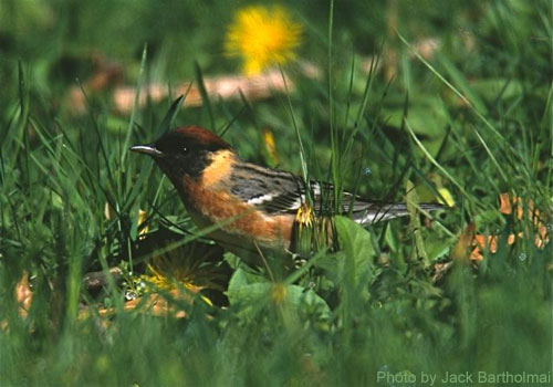 Bay-breasted Warbler (photo by Jack Bartholmai) Bay-breasted Warbler in the grass, looking stealth