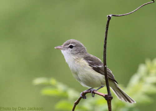 Bell's Vireo (photo by Dan Jackson) Bell's Vireo, a sharp looking bird