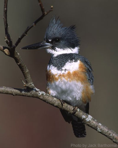 Female Belted Kingfisher (photo by Jack Bartholmai) Female Belted Kingfisher on a branch