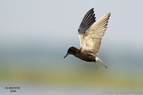Black Tern (photo by Dave Freriks) Black Tern in flight