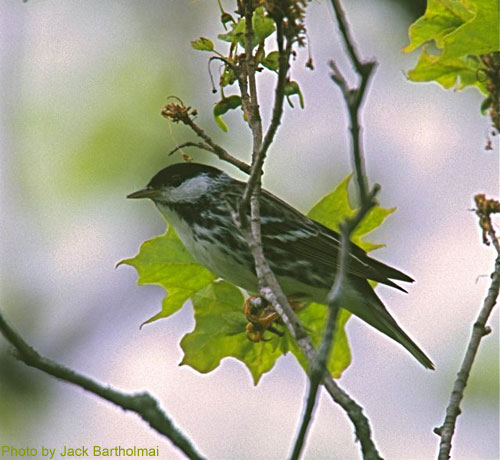 Blackpoll Warbler (photo by Jack Bartholmai) Blackpoll Warbler sitting on maple branches