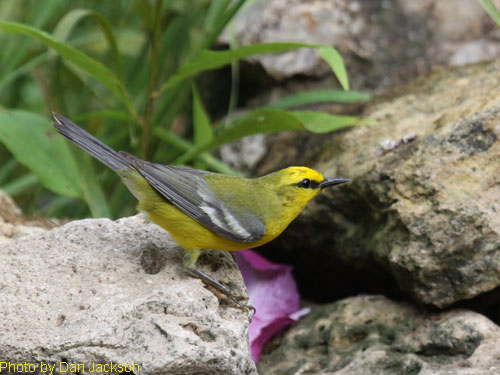 Blue-winged Warbler on the rocks