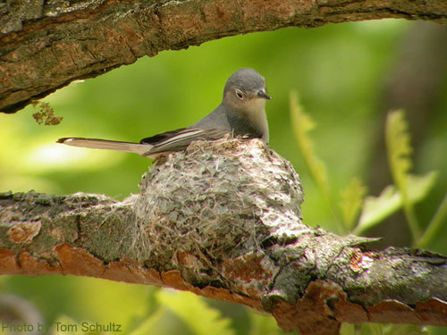 Blue-gray Gnatcatcher on nest