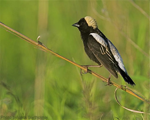 Male Bobolink on prairie grass