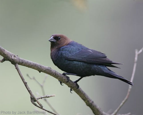 Male Brown-headed Cowbird on a branch
