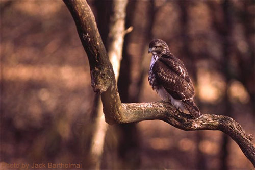Broad-winged Hawk (photo by Jack Bartholmai) Broad-winged Hawk on a branch