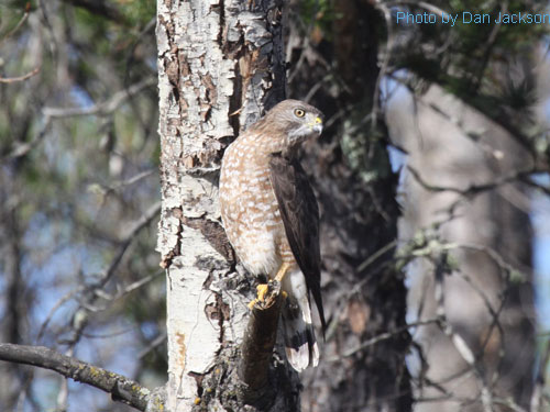 Broad-winged Hawk (photo by Dan Jackson) Broad-winged Hawk perched in tree