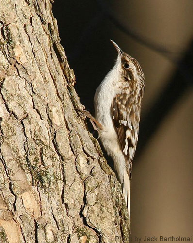 Brown Creeper (photo by Jack Bartholmai) Close up of a brown creeper on a tree trunk