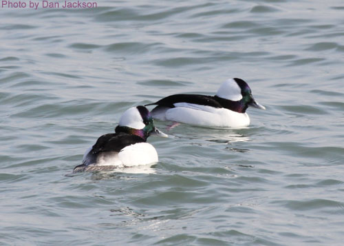 Male Buffleheads (photo by Dan Jackson) Two male buffleheads in water
