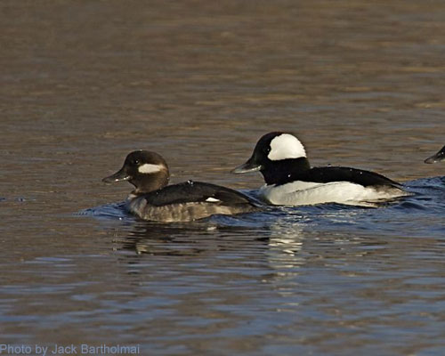 Bufflehead pair (photo by Jack Bartholmai) Male and female buffleheads in water