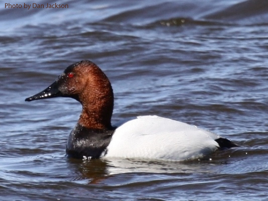 Canvasback Duck, Male (photo by Dan Jackson) Male Canvasback duck on water