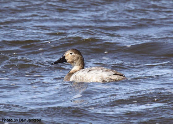 Canvasback, Female (photo by Dan Jackson) Female Canvasback duck on water