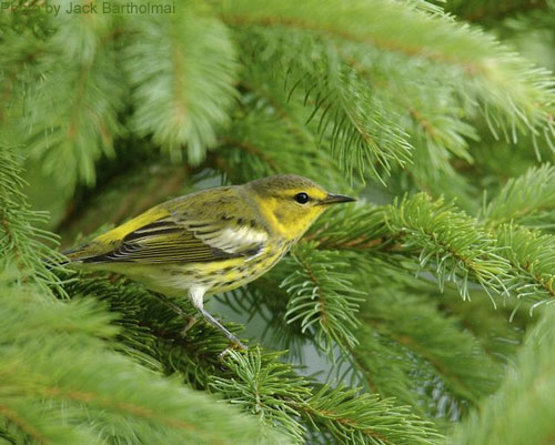 Female Cape May Warbler (photo by Jack Bartholmai) Female Cape May Warbler in the spruce tree