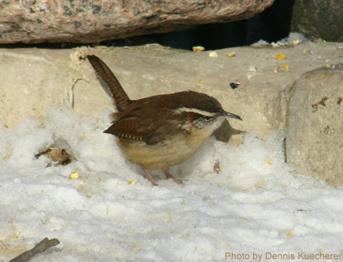 Carolina Wren (photo by Dennis Kuecherer) Carolina Wren on a snowy landscape