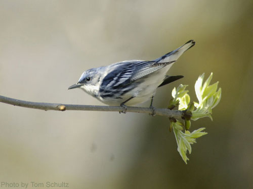 Cerulean Warbler on an oak branch