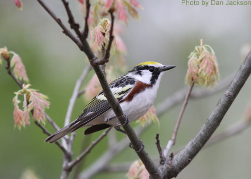 Chestnut-sided warbler from below