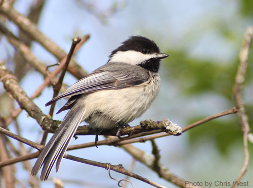 Black-capped Chickadee (photo by Chris West) Black-capped Chickadee close up