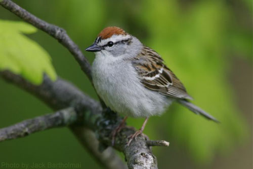Chipping Sparrow (photo by Jack Bartholmai) Chipping Sparrow close up