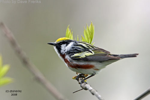 Chestnut-sided Warbler (photo by Dave Freriks) Chestnut-sided Warbler on branch