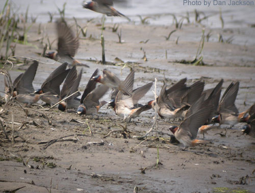 Cliff Swallows (photo by Dan Jackson) Group of Cliff Swallows on a mud flat