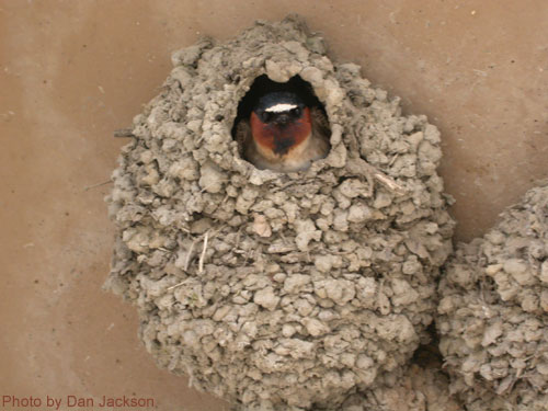 Cliff Swallow (photo by Dan Jackson) Cliff Swallow peeking out from nest