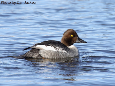 Female Common Goldeneye (photo by Dan Jackson) Female Common Goldeneye on water