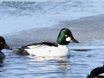 Male Common Goldeneye (photo by Dan Jackson) Male Common Goldeney on a pond