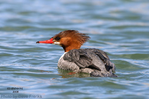 Female Common Merganser (photo by Dave Freriks) Female Common Merganser on pond