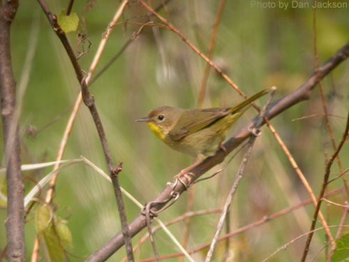 Female Common Yellowthroat lacks the black mask