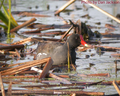 Common Gallinue (photo by Dan Jackson) Common Gallinue in a marsh