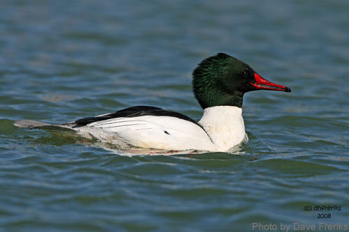 Male Common Merganser (photo by Dave Freriks) Male Common Merganser on pond
