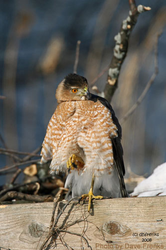 Cooper's Hawk sitting on wood beam